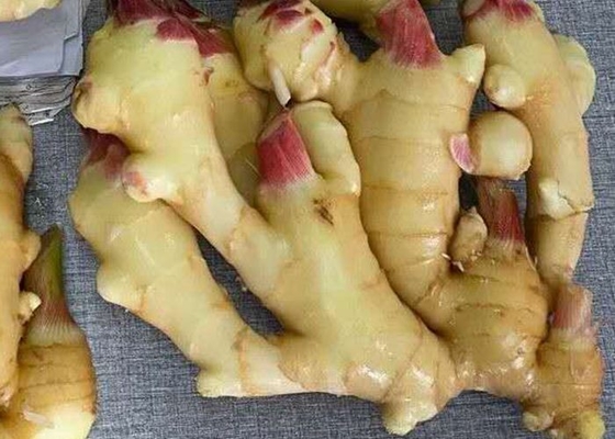 300g στεγνωμένη πιπερόριζα κίτρινη