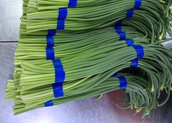 Φρέσκο μπουλόνι σκόρδου HACCP