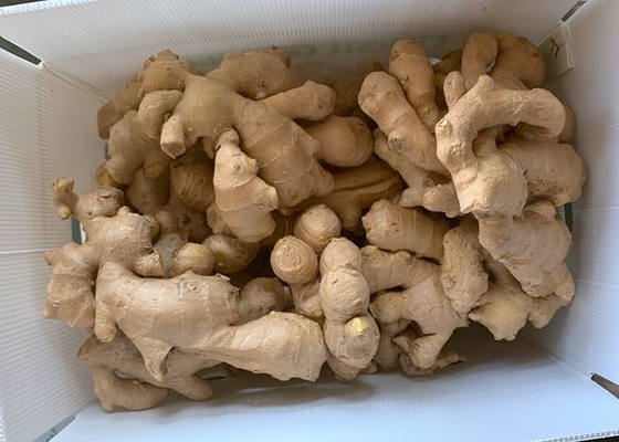 300g στεγνωμένη πιπερόριζα κίτρινη