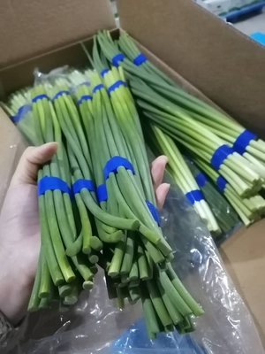 Φρέσκο μπουλόνι σκόρδου HACCP